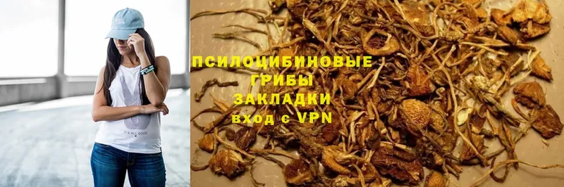 маркетплейс формула  Камбарка  Псилоцибиновые грибы Psilocybe 